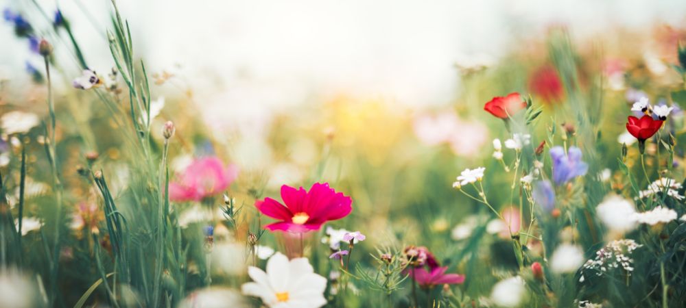 wildflowers-2 wildflowers-2